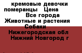 кремовые девочки померанцы › Цена ­ 30 000 - Все города Животные и растения » Собаки   . Нижегородская обл.,Нижний Новгород г.